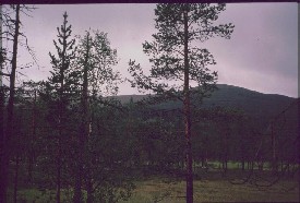 Sollanp�� Muorravaarakanjoen takaa 24.7.1988