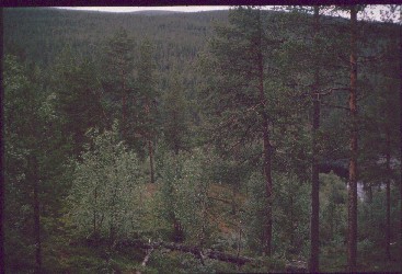 Morgam Viibukselta alas Kultasataman suuntaan  24.7.1989