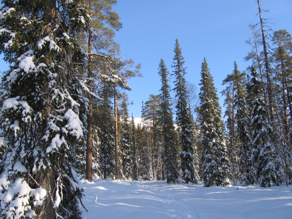 Ukko-Luoston länsipuolinen hiihtoladun pohja 14.10.2009