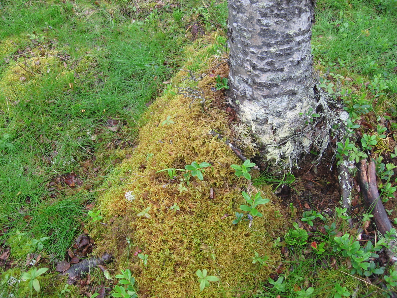 Koivusommiltema 18.7.2011