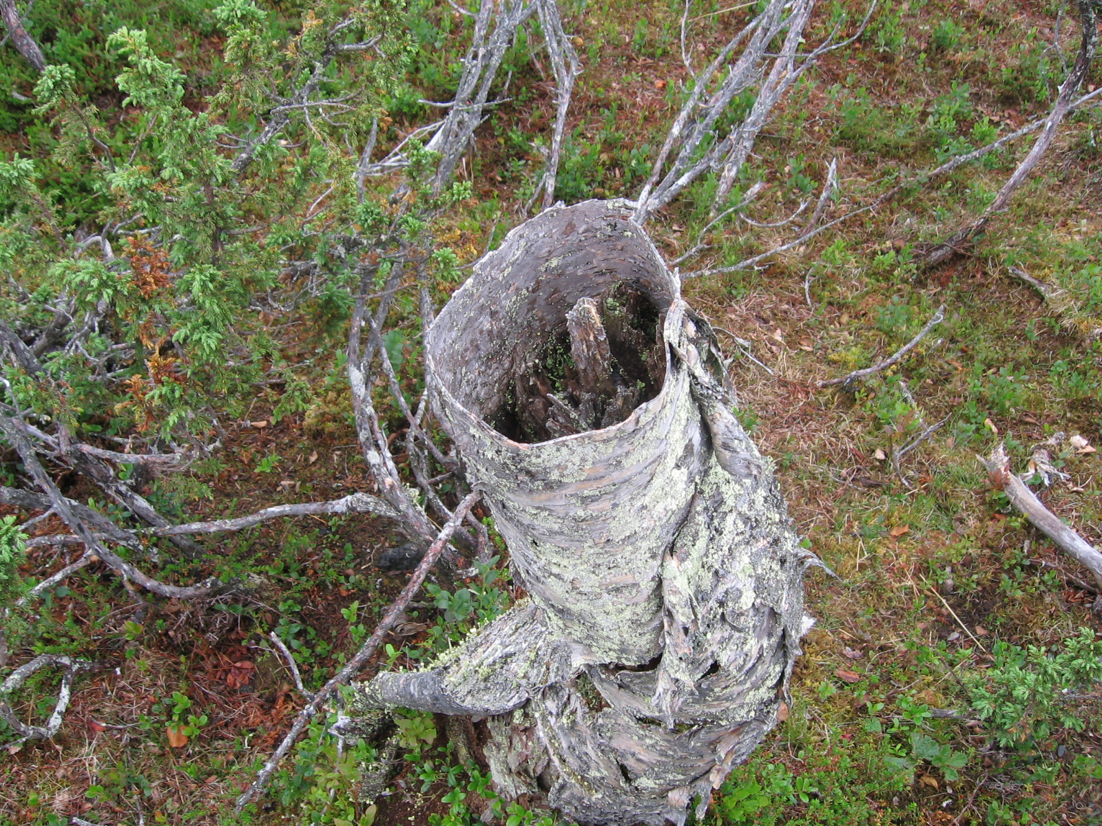  Koivusommiltema 18.7.2011