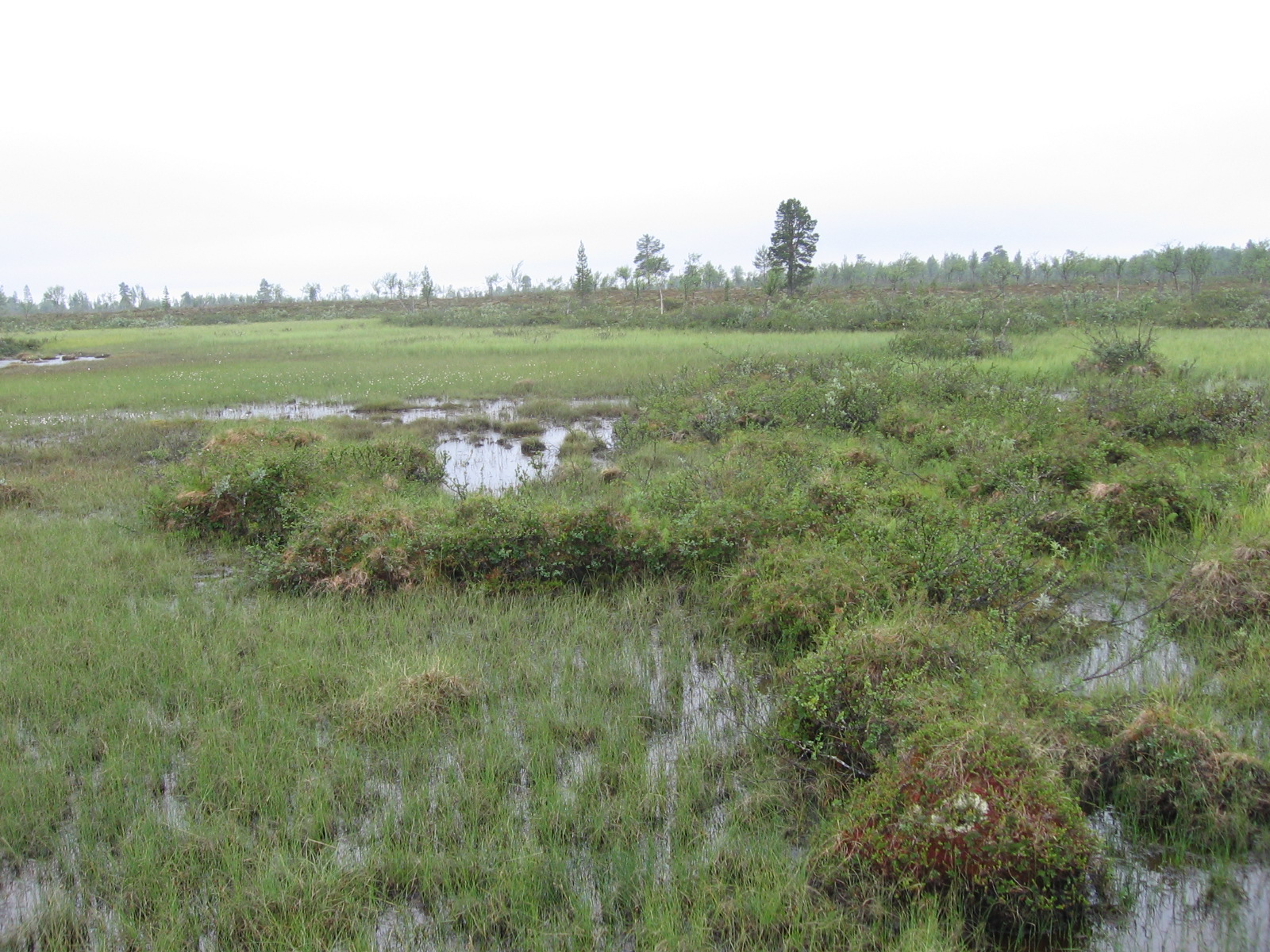  Kotaojan latvan suota 18.7.2011
