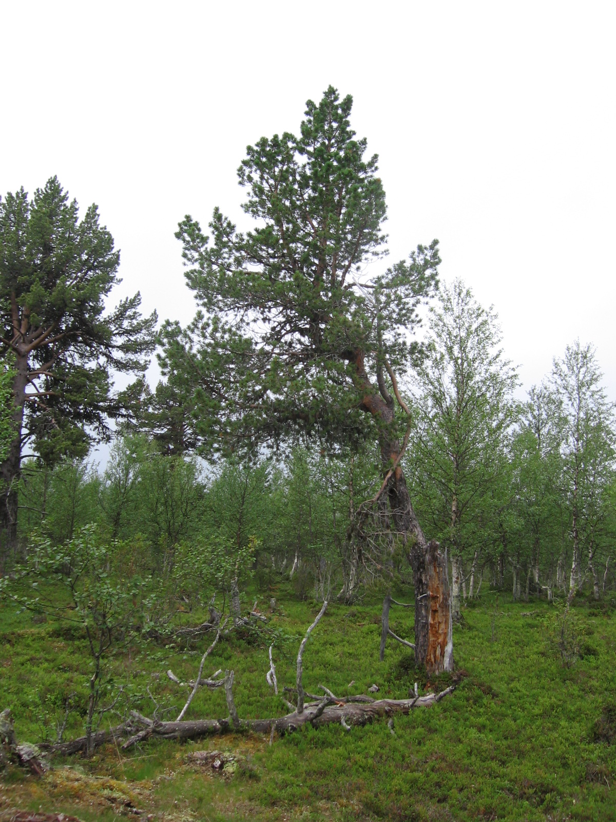  S�nkivaarantyven m�nty 18.7.2011
