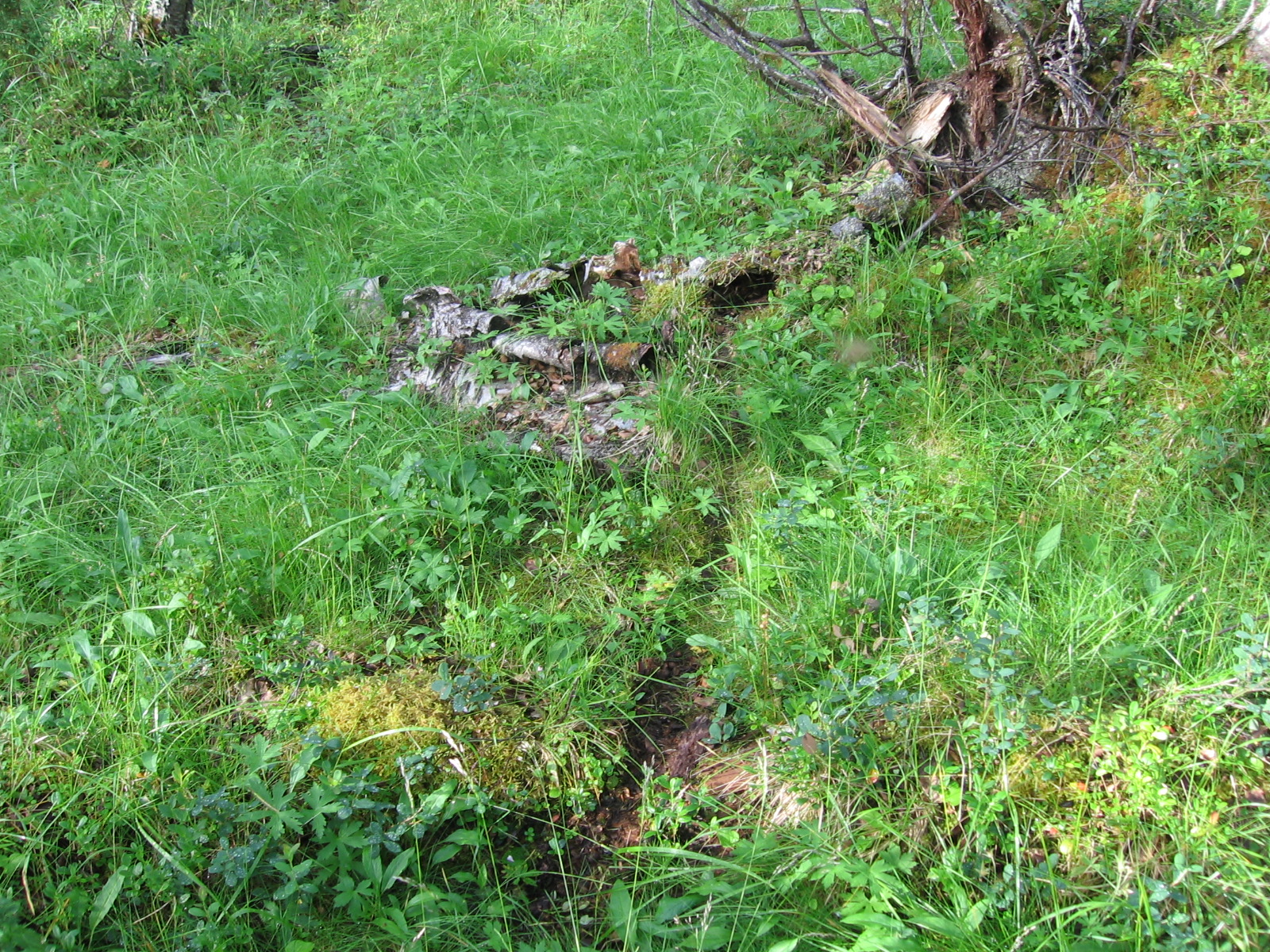  Sopulien talvella hangen alle tekem� kulkuv�yl� 19.7.2011