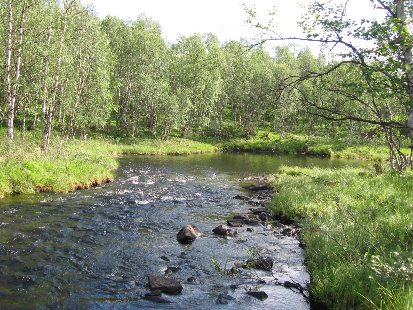  Repojoki 19.7.2011