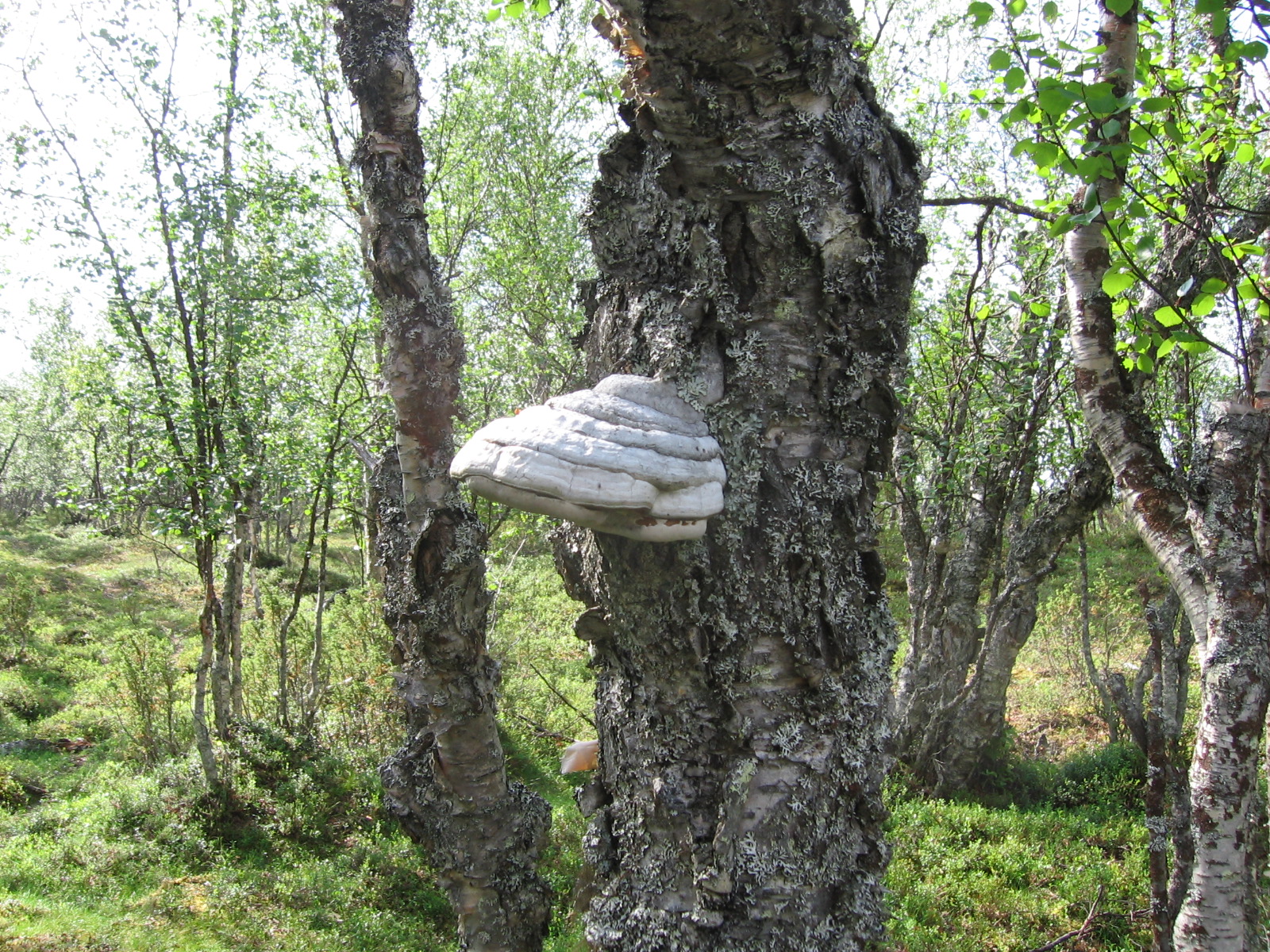  Repojoen l�nsirannalta 19.7.2011