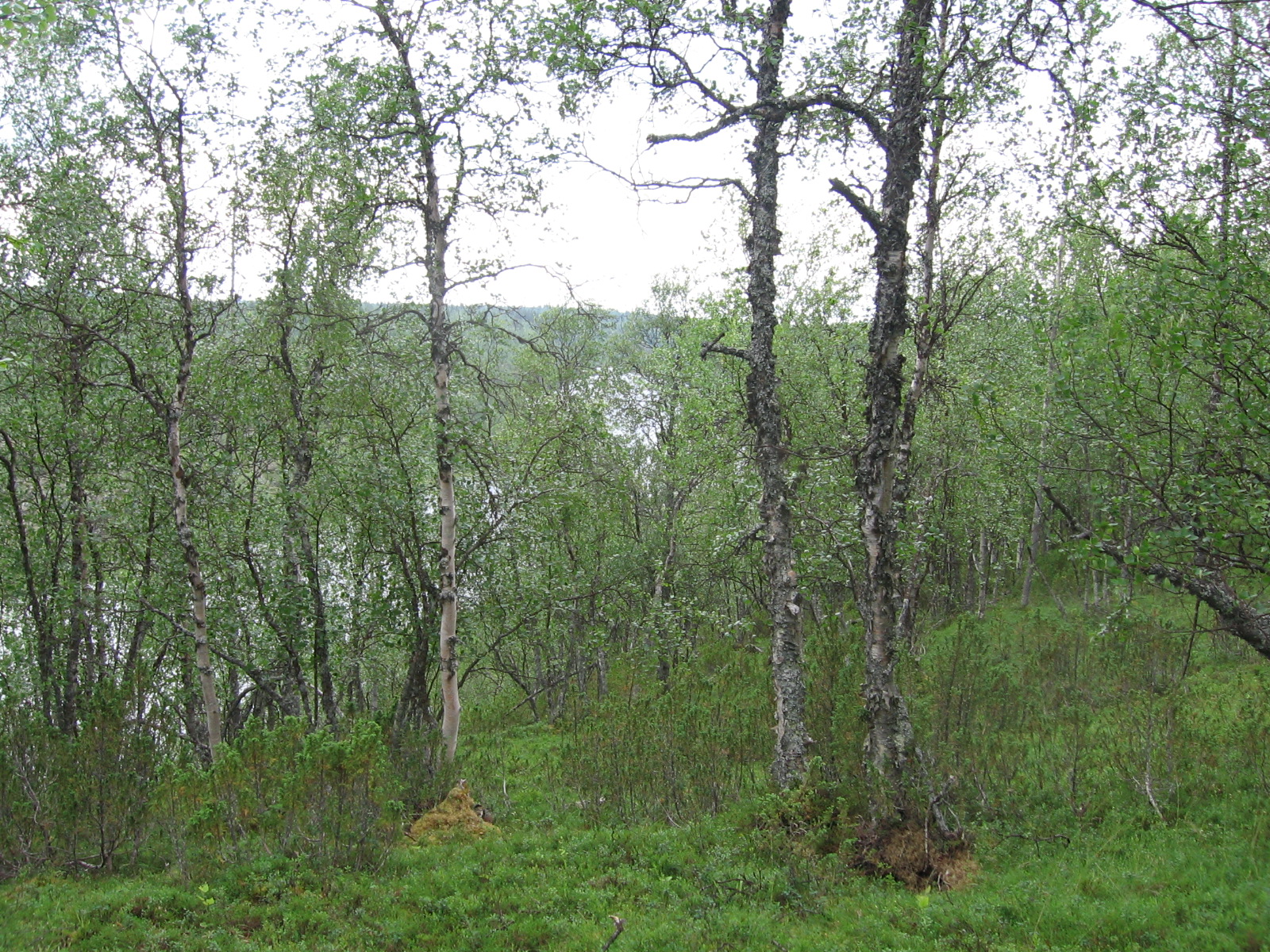  Huuvaj�rvi 19.7.2011