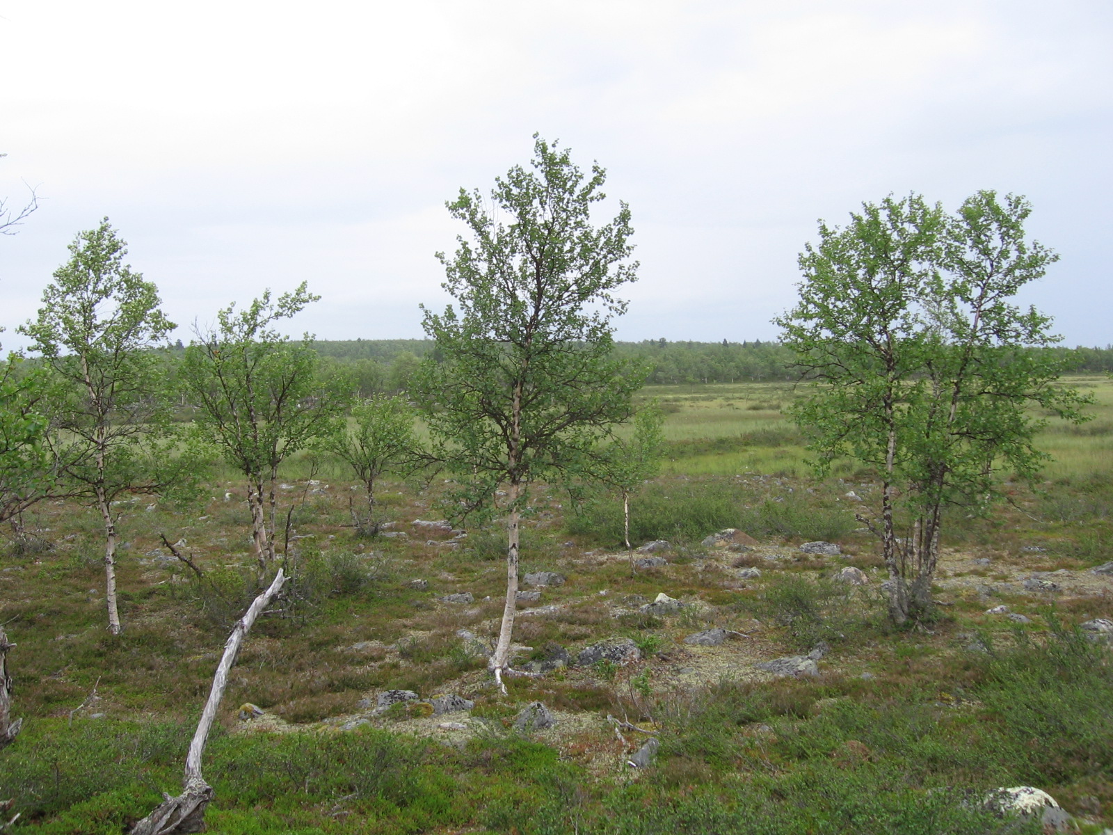  Suo Huuva�ytsin ja Avisuorajoen v�lill� 19.7.2011