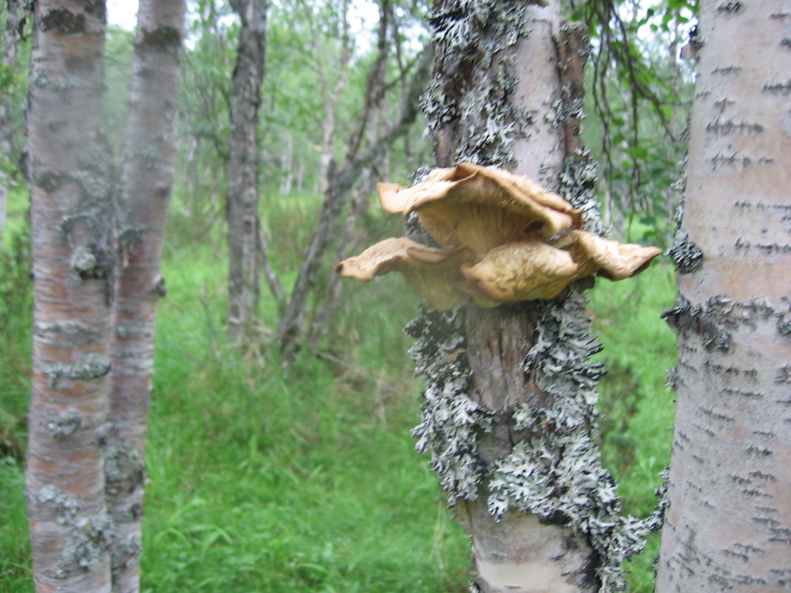  Koivu lis�kasvustoineen 19.7.2011