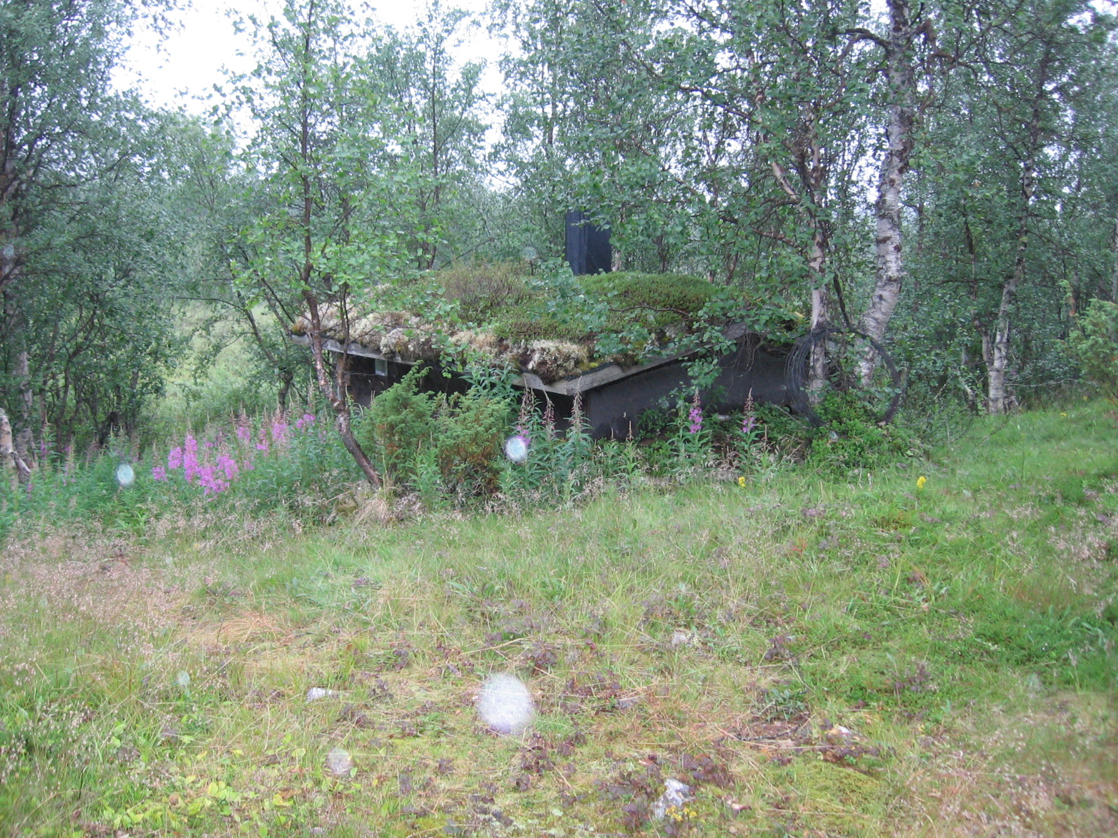  Avisuorajoen kammi 19.7.2011