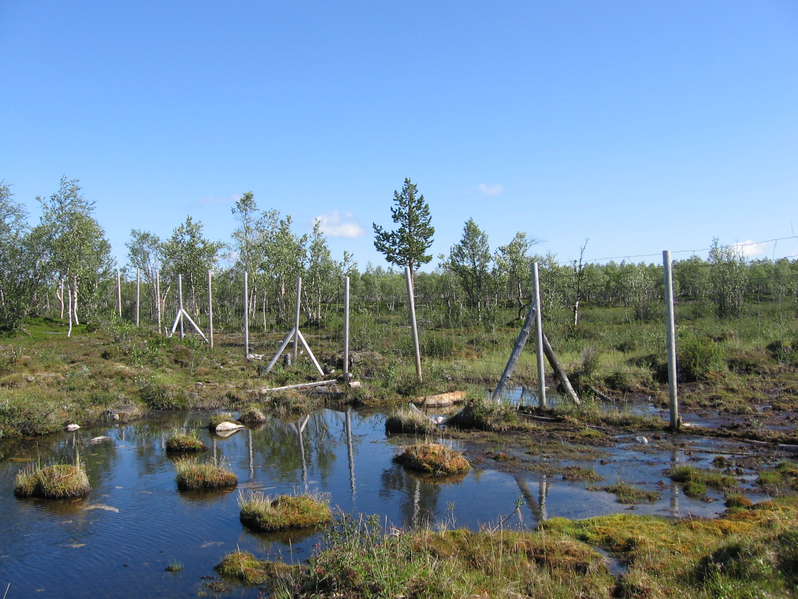  Avisuorajoen kammin kaakkois/etel�puolinen suo 20.7.2011