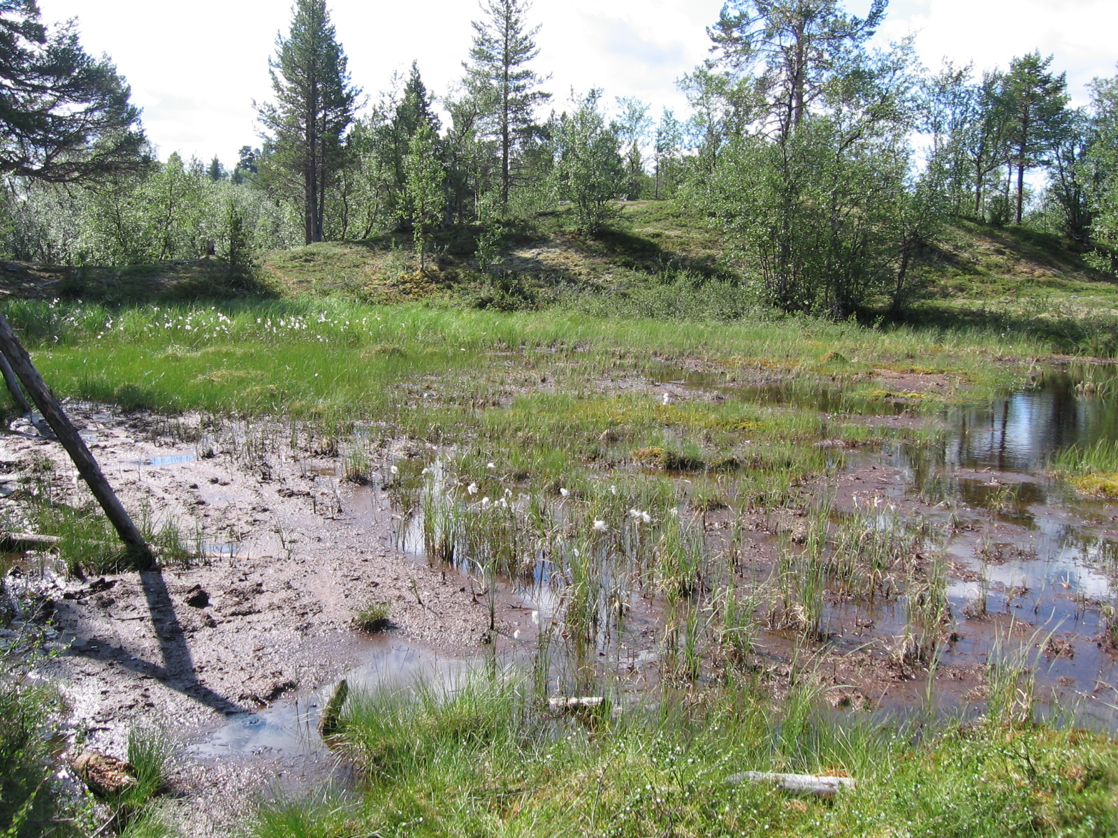  Poroaidan t�lt� puolelta ylitt�m�t�n suo
20.7.2011