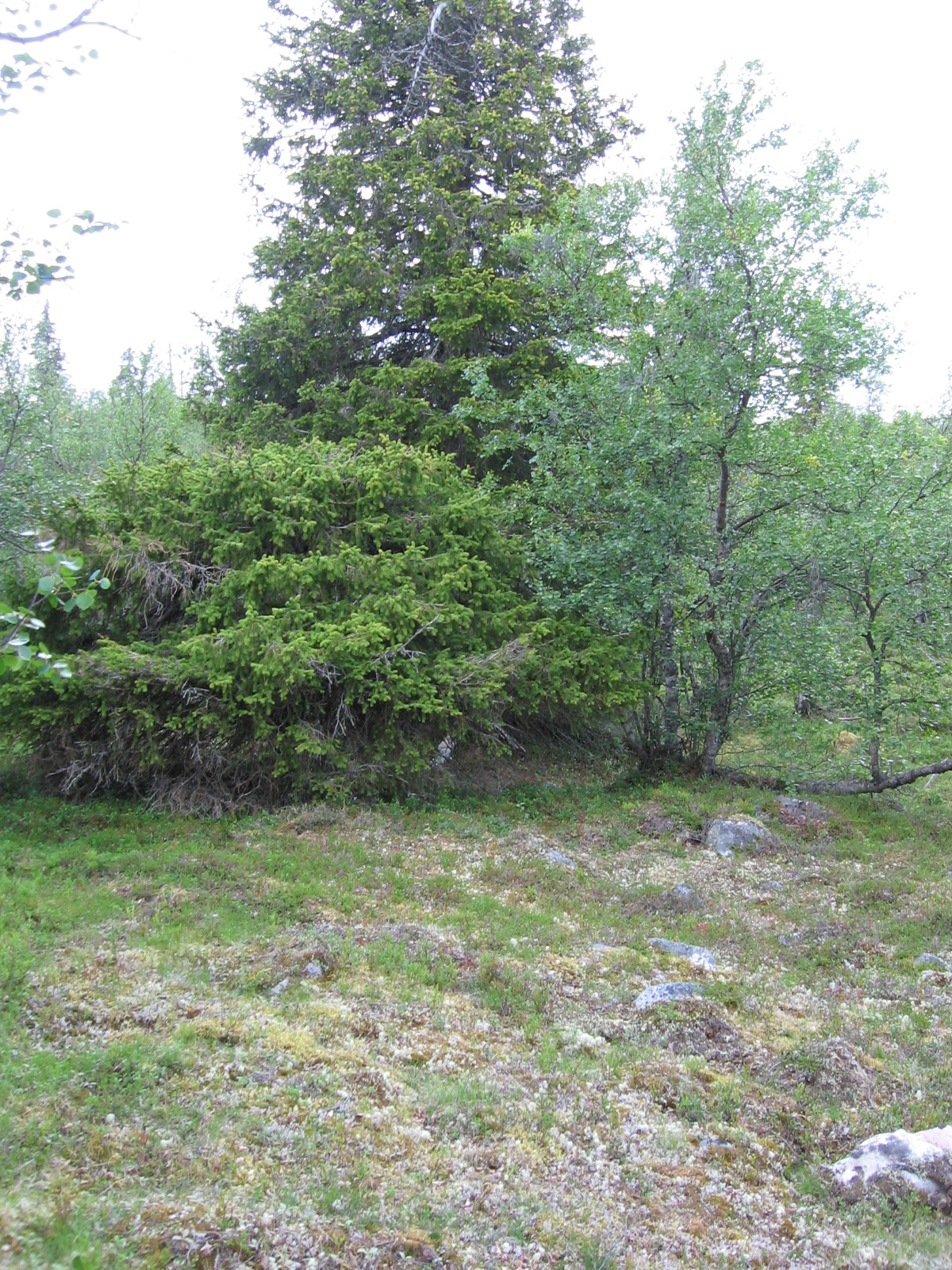  Kaksi kuusta Narkivaarojen rinteill� 21.7.2011