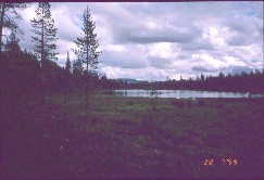 Kivip��n tuvan lampi eli Lassinojan lampi, taustalla Lankop�� 28.7.1999